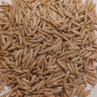 شالی دمسیاه درجه یک