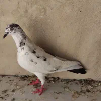 چند عدد کبوتر|پرنده|فردوس (خراسان), |دیوار