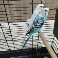 مرغ عشق انگلیسی|پرنده|محمدشهر, ولدآباد|دیوار