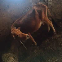 فروشی|حیوانات مزرعه|صومای برادوست, |دیوار