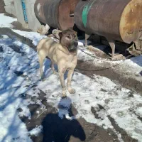 سگ سرابی|سگ|هیر, |دیوار