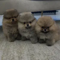 پامر عروسکی