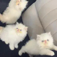 پرشین سفید چشم ابی