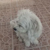 سگ پشمالو|سگ|شیراز, زرهی|دیوار