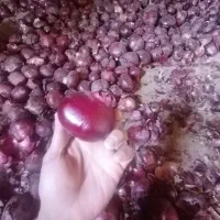 پیاز قرمز فرسفج|خوردنی و آشامیدنی|قلقل رود, |دیوار