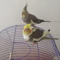 یک جفت عروس هلندی با جفت جوجه کامل دستی و خونگی