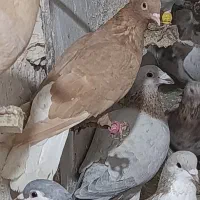 ماده دم سفید