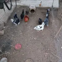 فروش مرغ و نیمچه گلین