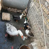 غاز مینیاتوری|حیوانات مزرعه|قم, بنیاد|دیوار