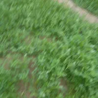 یک سگ گم شده