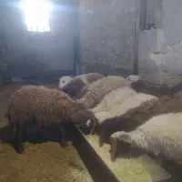 بره گوشتی|حیوانات مزرعه|زاغه, |دیوار