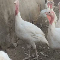 گوشتی
