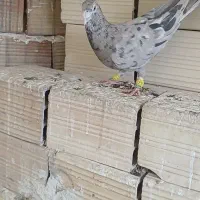 کرم هفرنگ لکی کلکسیونی نر|پرنده|الوند, |دیوار