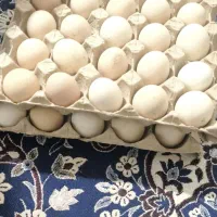 تخم مرغ محلی نطفه دار