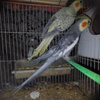 عروسی هلندی جفت و تک جفت مرغ عشق معاوضه دارم|پرنده|مشهد, شهید بهشتی|دیوار