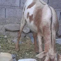 گوسفند کاملآ سام چاق وسرحال خانگی مخصوص داشت.