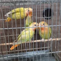 طوطی‌برزیلی|پرنده|قدس, شهر‌قدس|دیوار