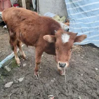 دوتاکلچه جوان خوشکل|حیوانات مزرعه|احمدسرگوراب, |دیوار