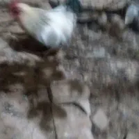 تخم نطفه دار وخوراکی|حیوانات مزرعه|یزد, |دیوار