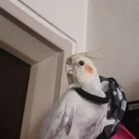 گمشده عروس هلندی