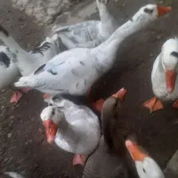 ۹عدد غاز محلی