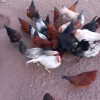 خروس نیمچه|حیوانات مزرعه|زاویه, |دیوار