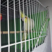 کوتوله دستی