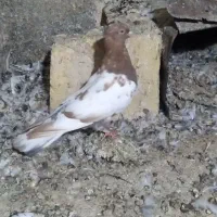 سینه کاکلی نر|پرنده|مشهد, نیزه|دیوار