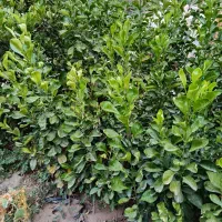 فروش نهال نارنج