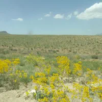گوسفند