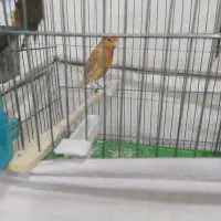 قناری ماده آماده|پرنده|محمدشهر, محمدشهر|دیوار