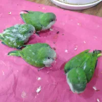 جوجه راهب سرلاکی|پرنده|یزد, |دیوار