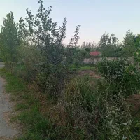 فروش زمین 700 متری|فروش زمین و ملک کلنگی|رشت, لاکان|دیوار
