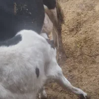 گوساله نر سینمینتال|حیوانات مزرعه|بجنورد, |دیوار