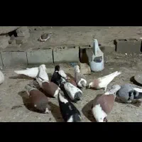 یک جفت کبوتر رنگی