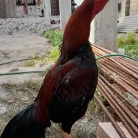 خروس اوشامو
