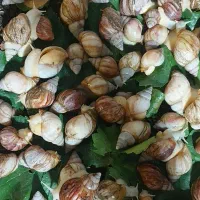 فروش حلزون|خزنده|یاسوج, |دیوار