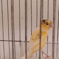 دو عدد قناری ماده زیبا وسلامت