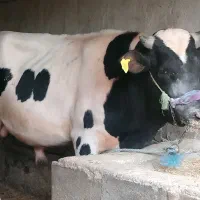 دو عدد گوساله نر چاق