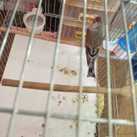 تعداد ی سهره و سهره قناری به فروش میرسد.|پرنده|میانه, |دیوار