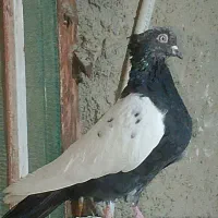 نر سینه سیاه عروسک|پرنده|هامون, |دیوار