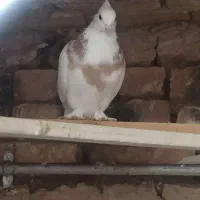 کفتر|پرنده|بردسکن, |دیوار