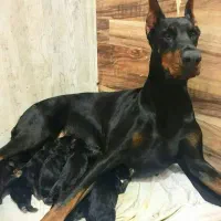 توله دوبرمن اروپایی نر و ماده (فی۳۵م)|سگ|تهران, جنتآباد مرکزی|دیوار