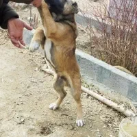 سگ سرابی|سگ|اسلام‌شهر, شهرک مفیدی|دیوار