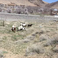 بزپاکستانی