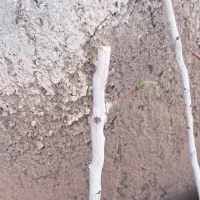 کیسه وگلدانی