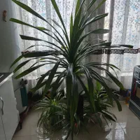 گل زیبا