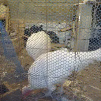 فروش یک جفت بوقلمون مولد نژاد بیوتی|حیوانات مزرعه|شیراز, شهرک والفجر|دیوار