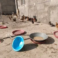 مرغ و خروس بالای 4ماه|حیوانات مزرعه|قنوات, |دیوار