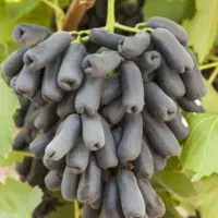 نهال انگور موندراپ|خدمات باغبانی و درختکاری|محمدیه-قزوین, |دیوار